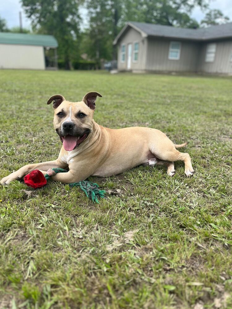 Crescent #54340 (aka Kaz), an adoptable Black Mouth Cur in Aulac, NB, E4L 2X2 | Photo Image 2