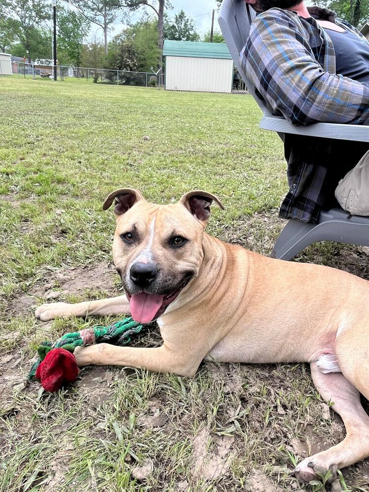 Crescent #54340 (aka Kaz), an adoptable Black Mouth Cur in Aulac, NB, E4L 2X2 | Photo Image 3