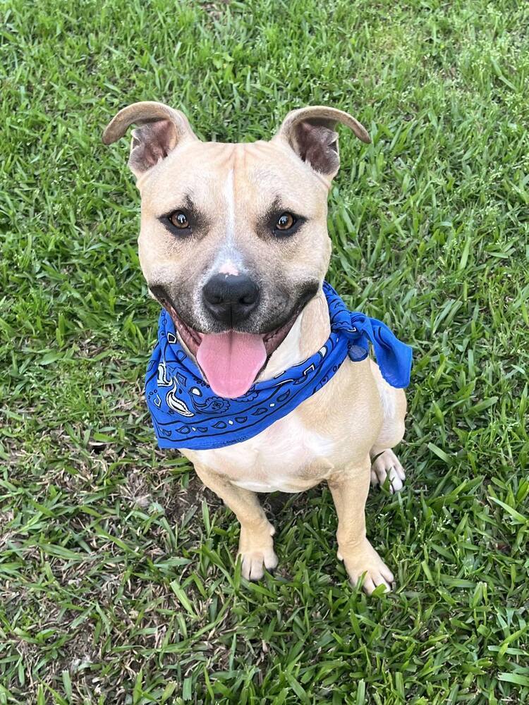 Crescent #54340 (aka Kaz), an adoptable Black Mouth Cur in Aulac, NB, E4L 2X2 | Photo Image 4