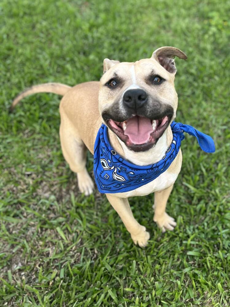 Crescent #54340 (aka Kaz), an adoptable Black Mouth Cur in Aulac, NB, E4L 2X2 | Photo Image 5