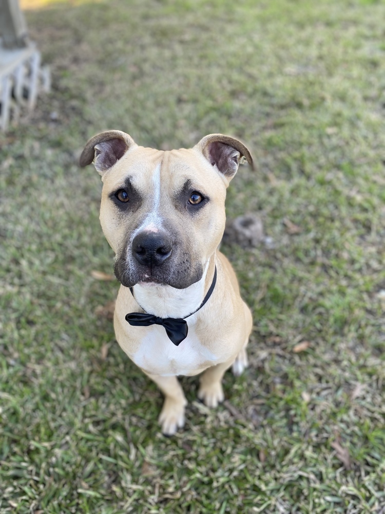 Crescent #54340 (aka Kaz), an adoptable Black Mouth Cur in Aulac, NB, E4L 2X2 | Photo Image 6