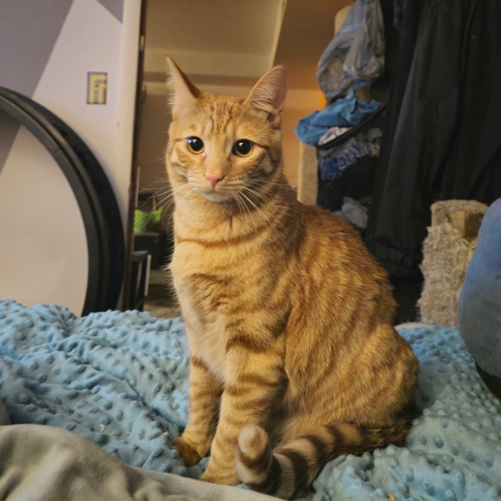 Bob, an adoptable Domestic Short Hair in Salt Lake City, UT, 84117 | Photo Image 1