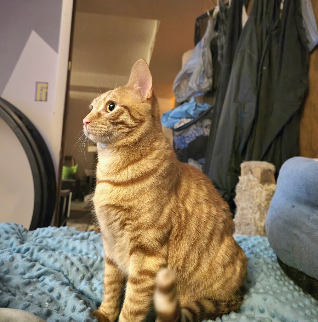 Bob, an adoptable Domestic Short Hair in Salt Lake City, UT, 84117 | Photo Image 2