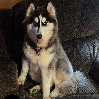 Bowbwa Streisand, an adoptable Husky in Fargo, ND, 58103 | Photo Image 1