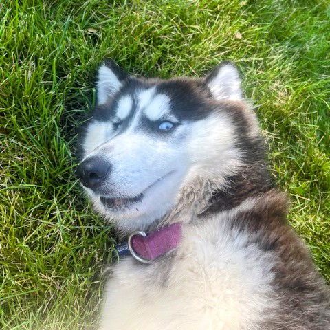 Bowbwa Streisand, an adoptable Husky in Fargo, ND, 58103 | Photo Image 2