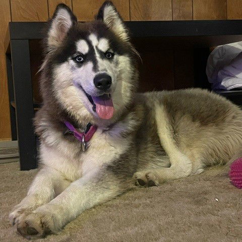 Bowbwa Streisand, an adoptable Husky in Fargo, ND, 58103 | Photo Image 1