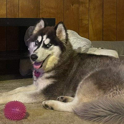 Bowbwa Streisand, an adoptable Husky in Fargo, ND, 58103 | Photo Image 2