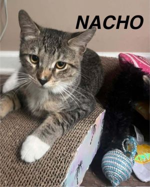 Nacho