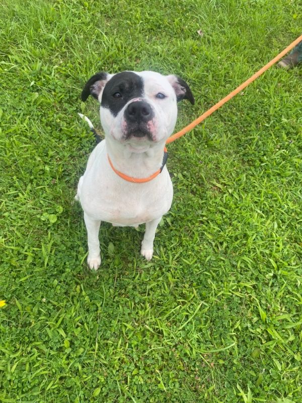 Dee Dee Ramone thumbnail 2