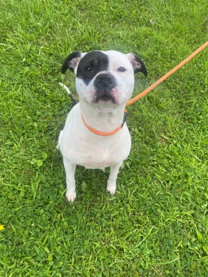 Dee Dee Ramone thumbnail 3