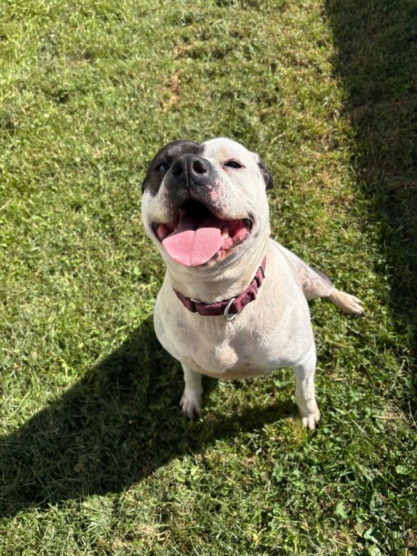 Dee Dee Ramone thumbnail 4