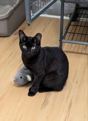 Thundera, Young Female Domestic Short Hair