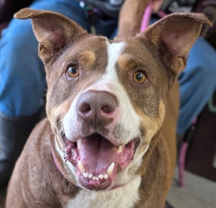 Lorenzo, an adoptable Labrador Retriever, Mixed Breed in La Harpe, KS, 66751 | Photo Image 1