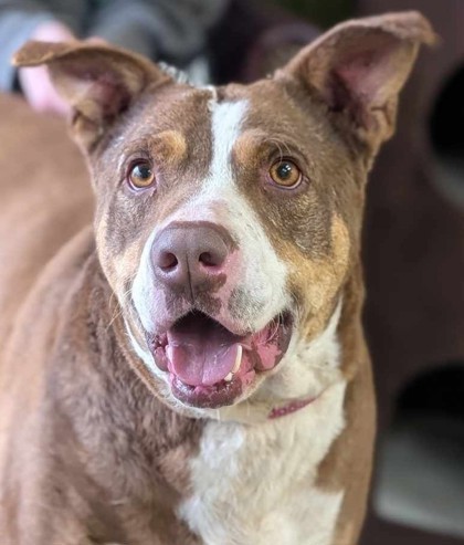 Lorenzo, an adoptable Labrador Retriever, Mixed Breed in La Harpe, KS, 66751 | Photo Image 2