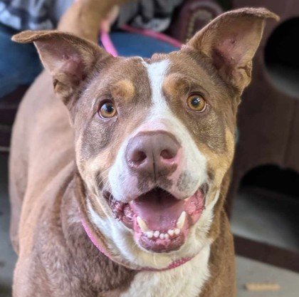 Lorenzo, an adoptable Labrador Retriever, Mixed Breed in La Harpe, KS, 66751 | Photo Image 3