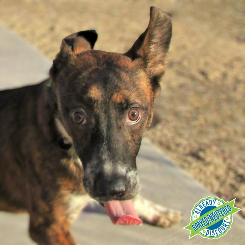 Tony, an adoptable Mixed Breed in Las Cruces, NM, 88012 | Photo Image 1