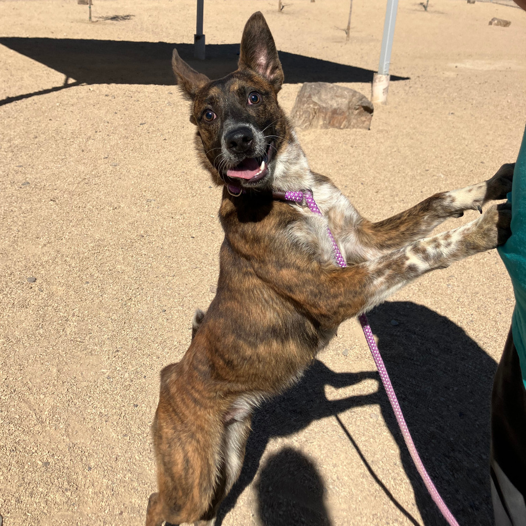 Tony, an adoptable Mixed Breed in Las Cruces, NM, 88012 | Photo Image 1
