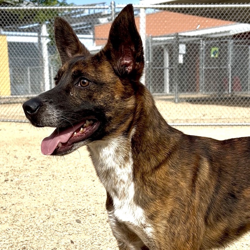 Tony, an adoptable Mixed Breed in Las Cruces, NM, 88012 | Photo Image 1