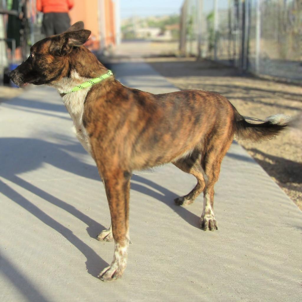 Tony, an adoptable Mixed Breed in Las Cruces, NM, 88012 | Photo Image 2