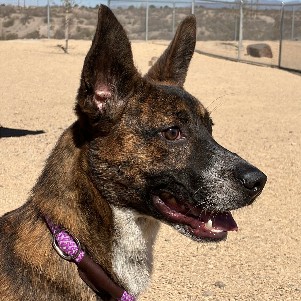 Tony, an adoptable Mixed Breed in Las Cruces, NM, 88012 | Photo Image 2