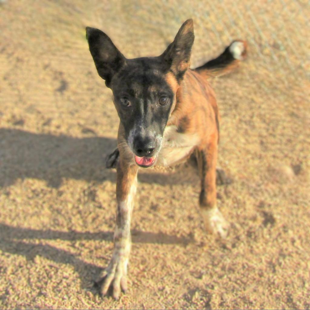 Tony, an adoptable Mixed Breed in Las Cruces, NM, 88012 | Photo Image 3