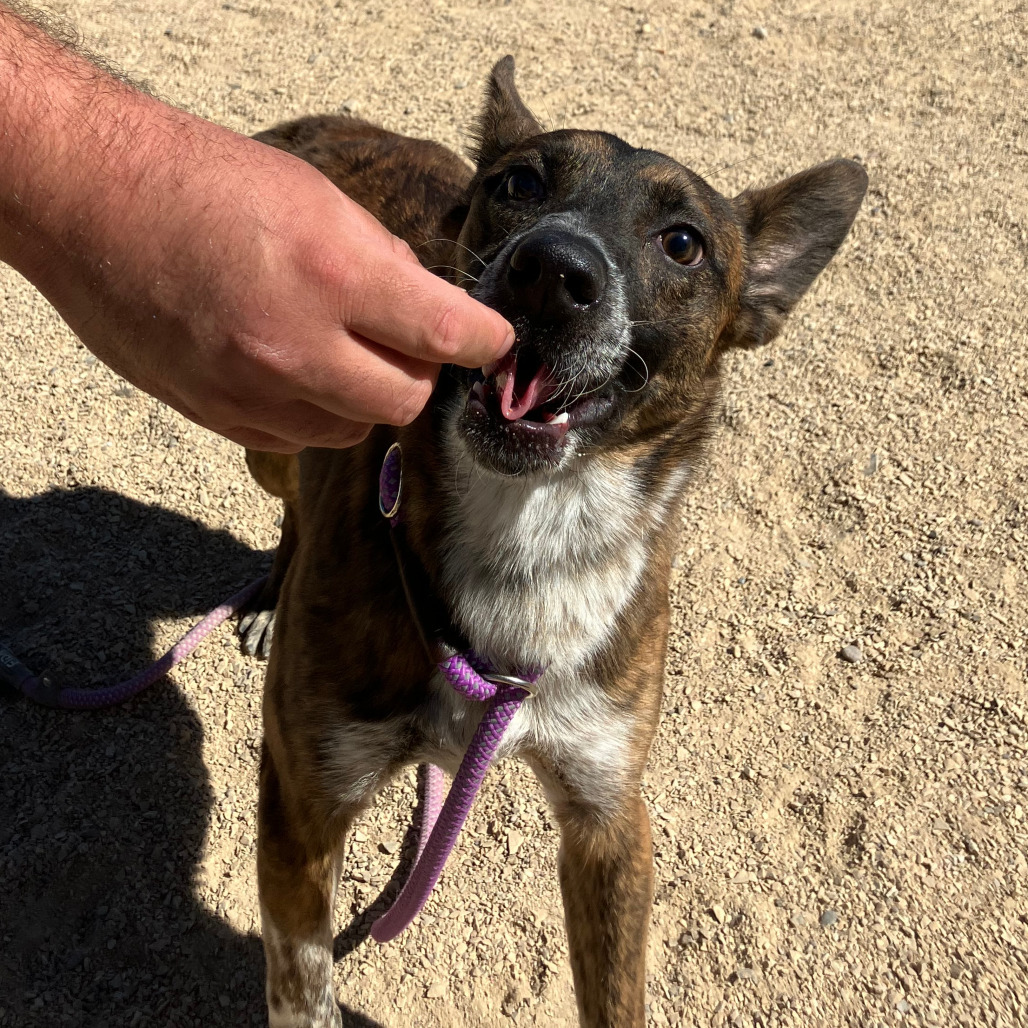Tony, an adoptable Mixed Breed in Las Cruces, NM, 88012 | Photo Image 3