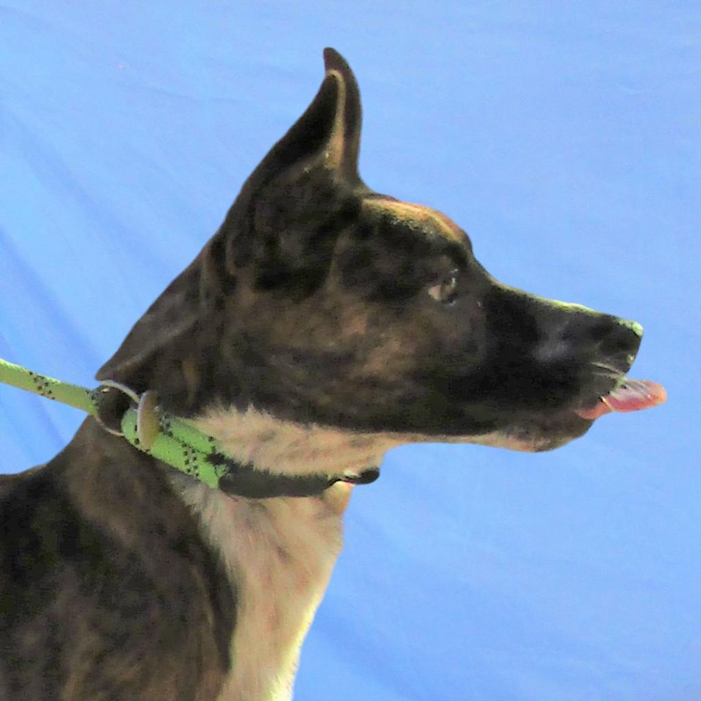 Tony, an adoptable Mixed Breed in Las Cruces, NM, 88012 | Photo Image 4