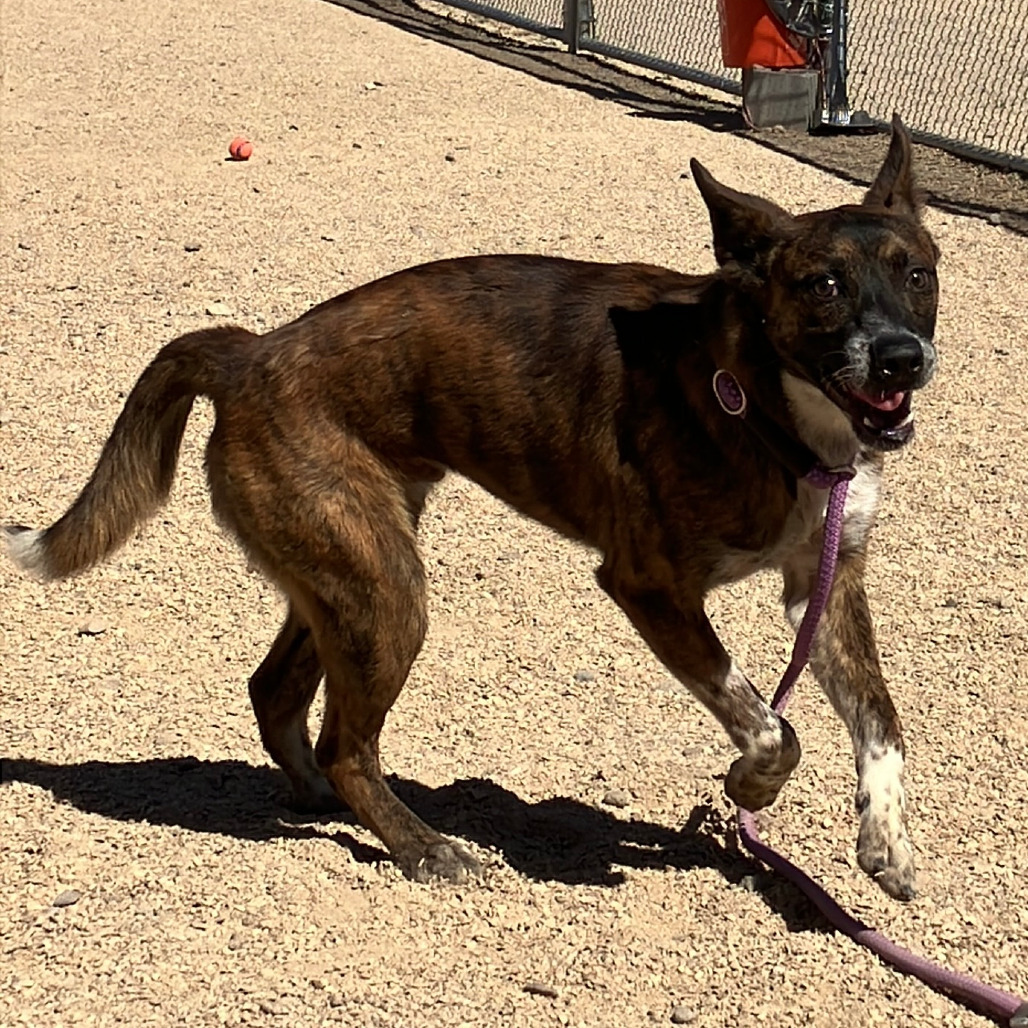 Tony, an adoptable Mixed Breed in Las Cruces, NM, 88012 | Photo Image 4
