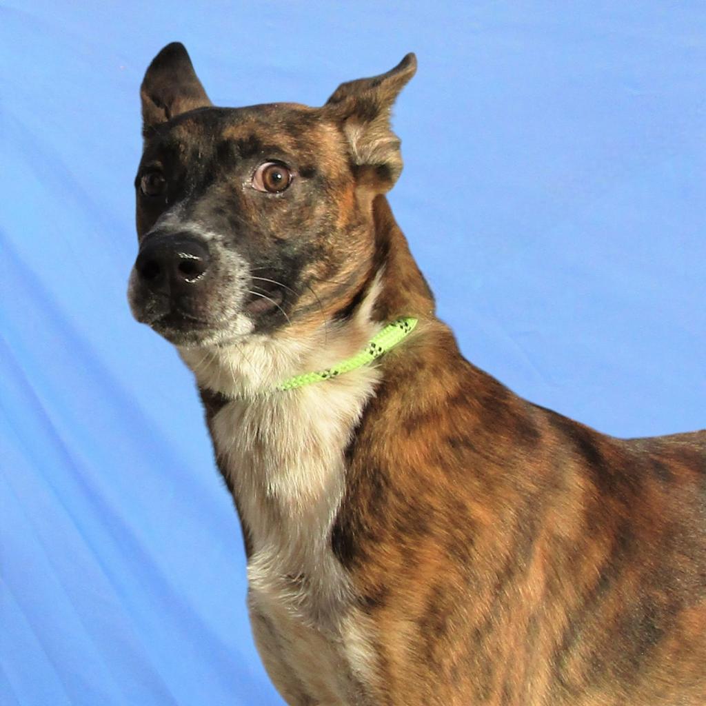 Tony, an adoptable Mixed Breed in Las Cruces, NM, 88012 | Photo Image 5