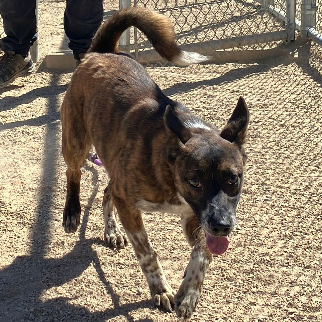 Tony, an adoptable Mixed Breed in Las Cruces, NM, 88012 | Photo Image 5