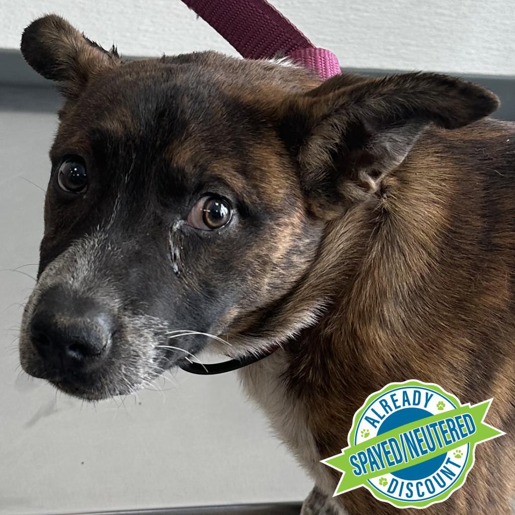 Tony, an adoptable Mixed Breed in Las Cruces, NM, 88012 | Photo Image 6