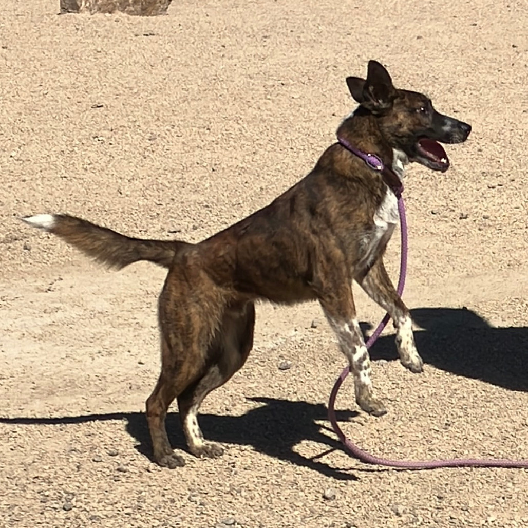 Tony, an adoptable Mixed Breed in Las Cruces, NM, 88012 | Photo Image 6