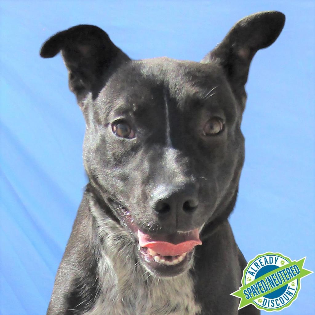 Aurora, an adoptable Mixed Breed in Las Cruces, NM, 88012 | Photo Image 1