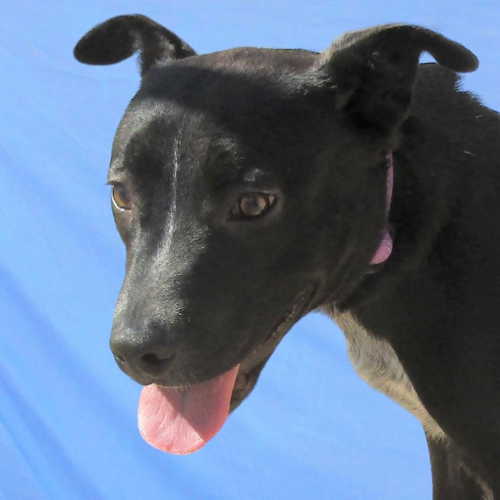 Aurora, an adoptable Mixed Breed in Las Cruces, NM, 88012 | Photo Image 2