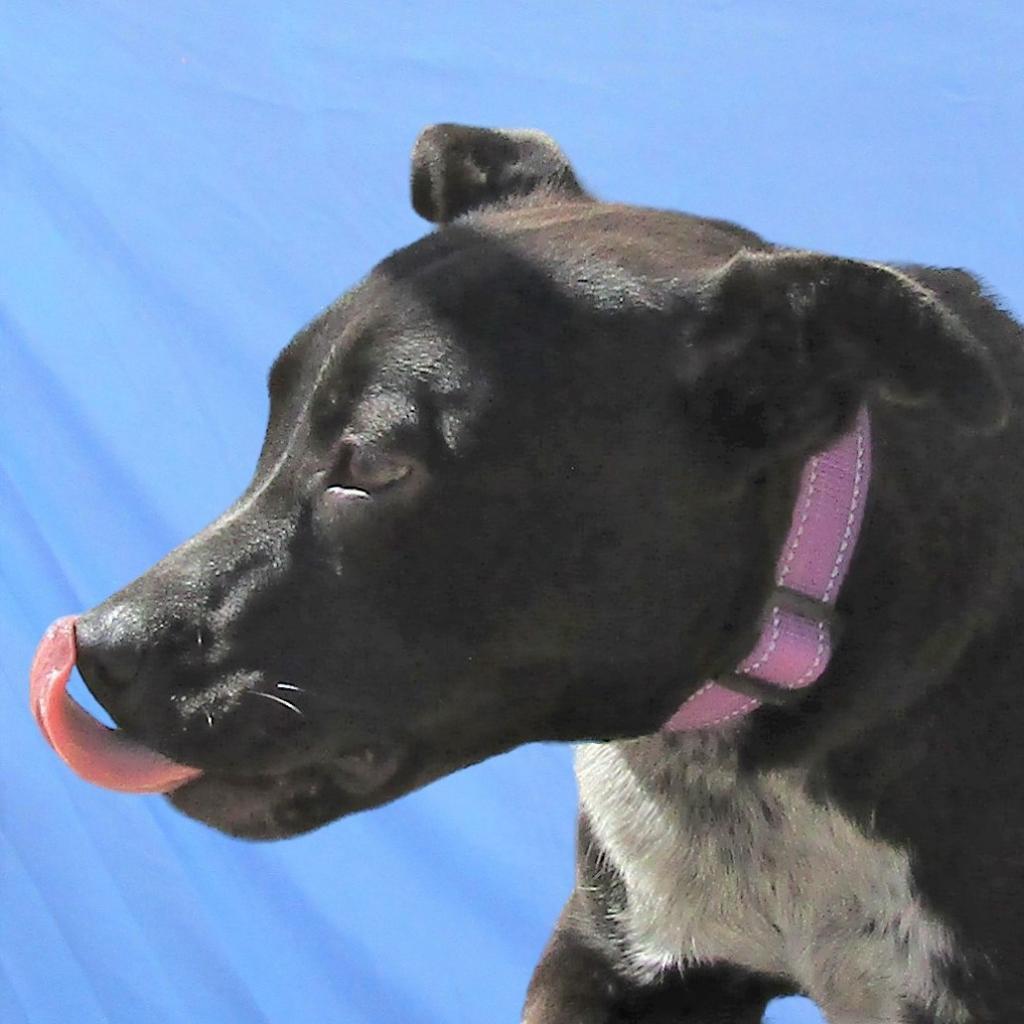 Aurora, an adoptable Mixed Breed in Las Cruces, NM, 88012 | Photo Image 3