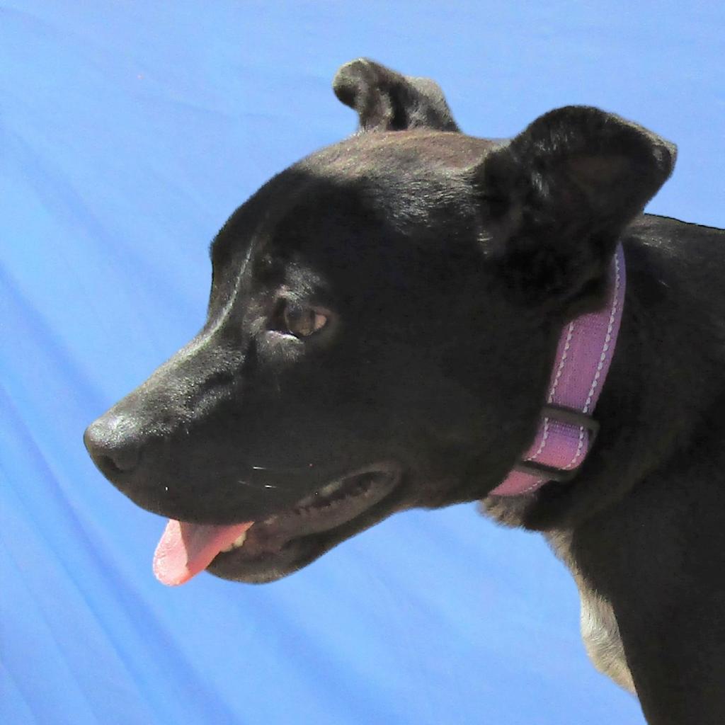 Aurora, an adoptable Mixed Breed in Las Cruces, NM, 88012 | Photo Image 4