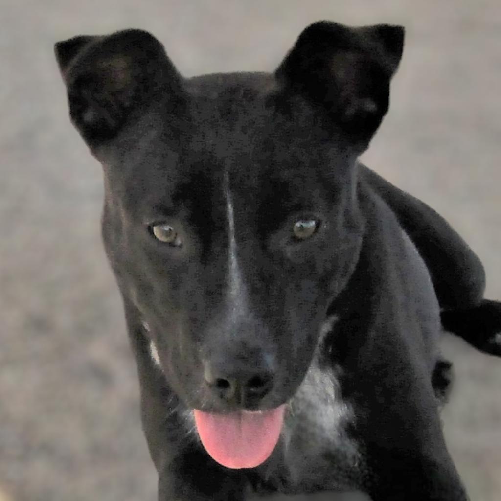 Aurora, an adoptable Mixed Breed in Las Cruces, NM, 88012 | Photo Image 5