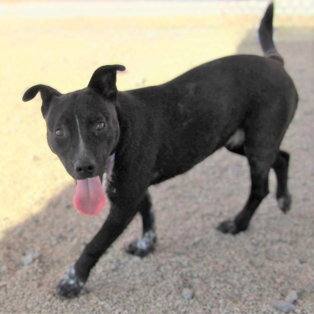 Aurora, an adoptable Mixed Breed in Las Cruces, NM, 88012 | Photo Image 6