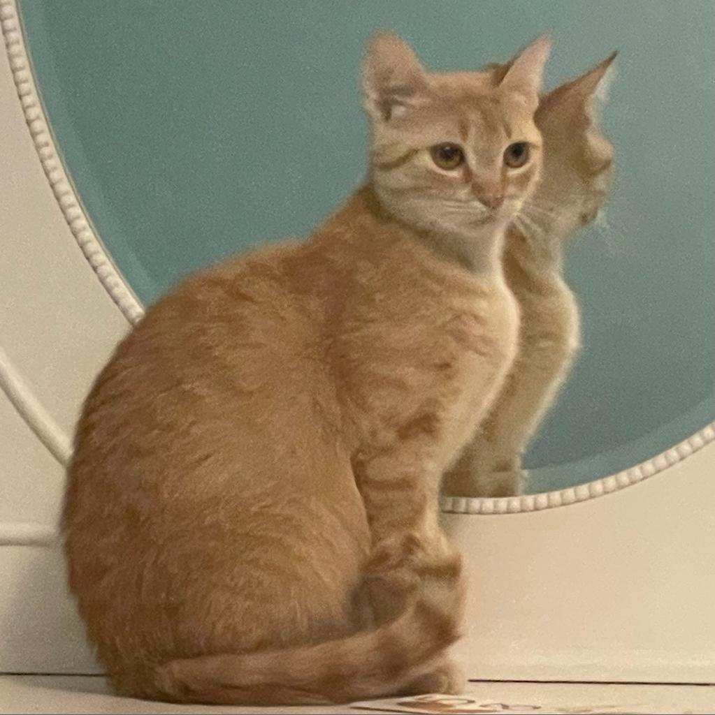 Linda, an adoptable Domestic Short Hair in Rochester, MN, 55903 | Photo Image 1