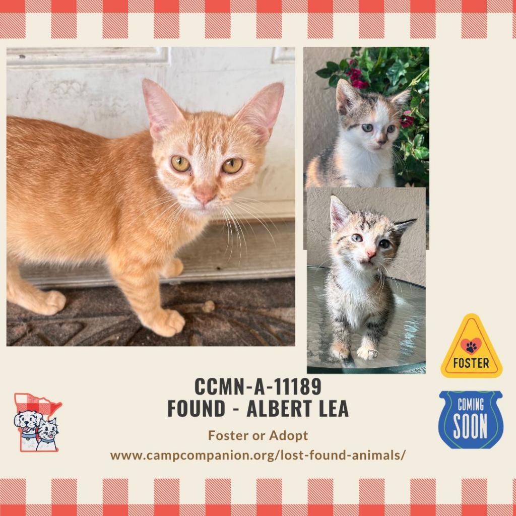 Linda, an adoptable Domestic Short Hair in Rochester, MN, 55903 | Photo Image 2