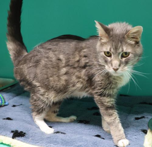 Walter, an adoptable Domestic Medium Hair in Thief River Falls, MN, 56701 | Photo Image 1