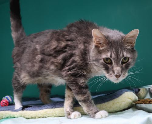 Walter, an adoptable Domestic Medium Hair in Thief River Falls, MN, 56701 | Photo Image 2