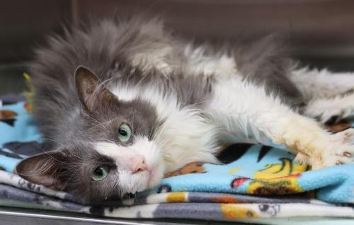 Noah, an adoptable Domestic Long Hair in Thief River Falls, MN, 56701 | Photo Image 1