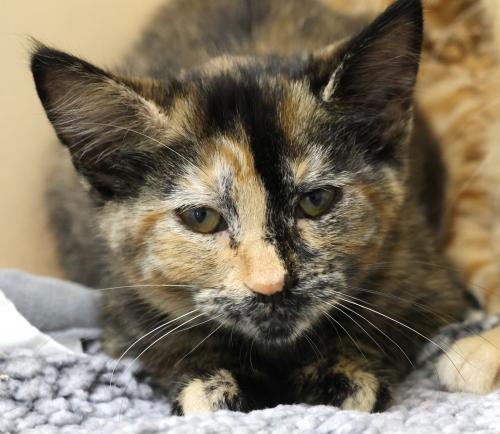 Wendy, an adoptable Domestic Short Hair in Thief River Falls, MN, 56701 | Photo Image 1