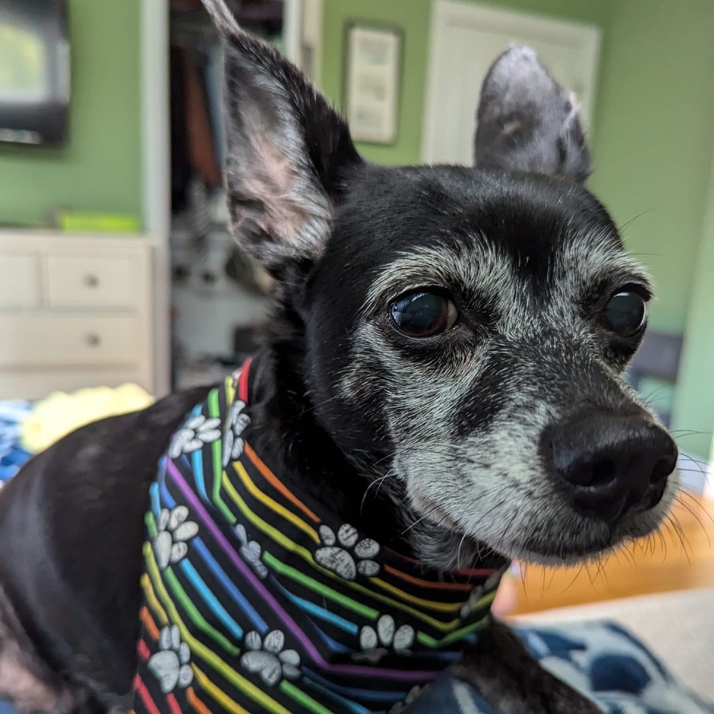 Zea, an adoptable Chihuahua in Raleigh, NC, 27604 | Photo Image 1
