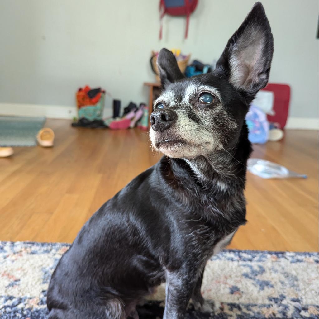 Zea, an adoptable Chihuahua in Raleigh, NC, 27604 | Photo Image 2