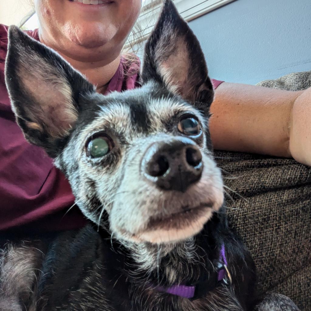 Zea, an adoptable Chihuahua in Raleigh, NC, 27604 | Photo Image 3