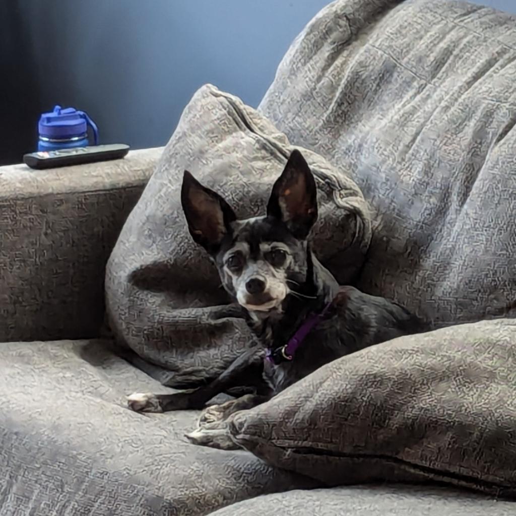 Zea, an adoptable Chihuahua in Raleigh, NC, 27604 | Photo Image 4