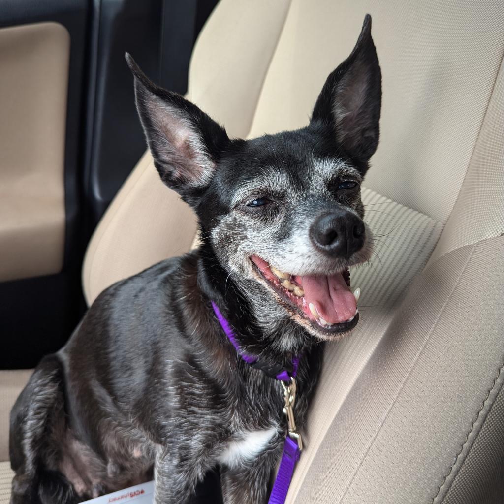 Zea, an adoptable Chihuahua in Raleigh, NC, 27604 | Photo Image 5