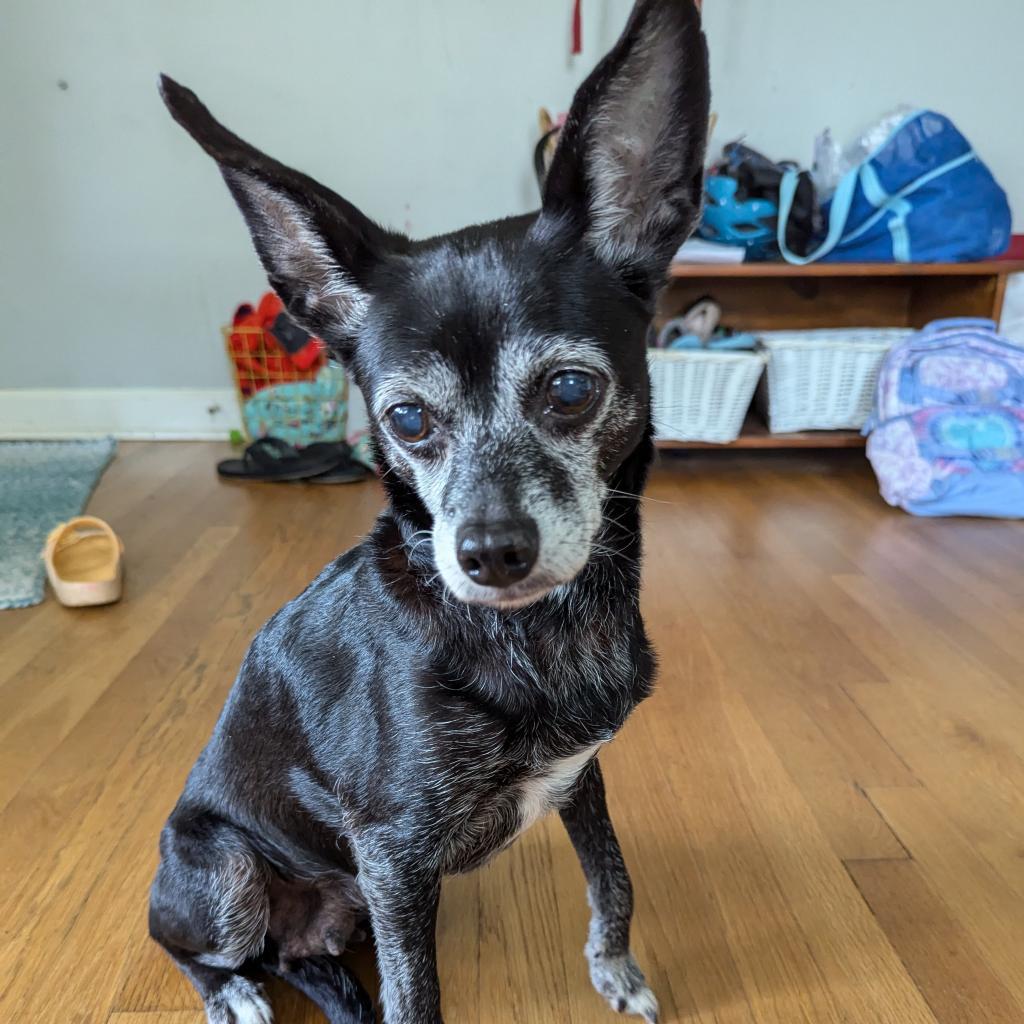 Zea, an adoptable Chihuahua in Raleigh, NC, 27604 | Photo Image 6